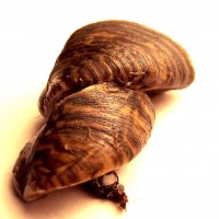 Zebra Mussel